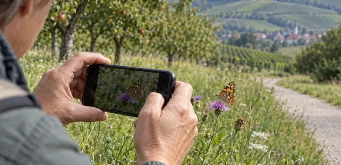 Eine Naturbeobachtung wird mit dem Smartphone fotografiert